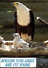 African Fish-Eagle